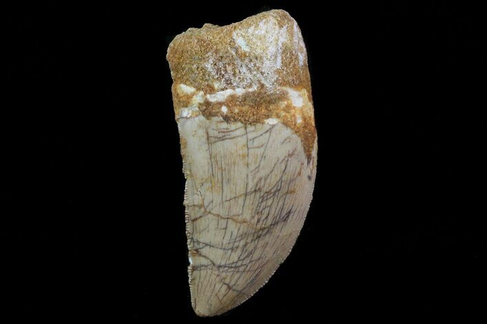Serrated, Carcharodontosaurus Tooth - Real Dino Tooth #71187